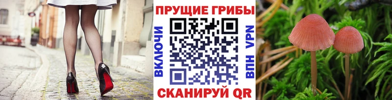 цена наркотик Задонск мега рабочий сайт Псилоцибиновые грибы Psilocybine cubensis